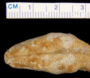 Media type: image; Herpetology R-16700